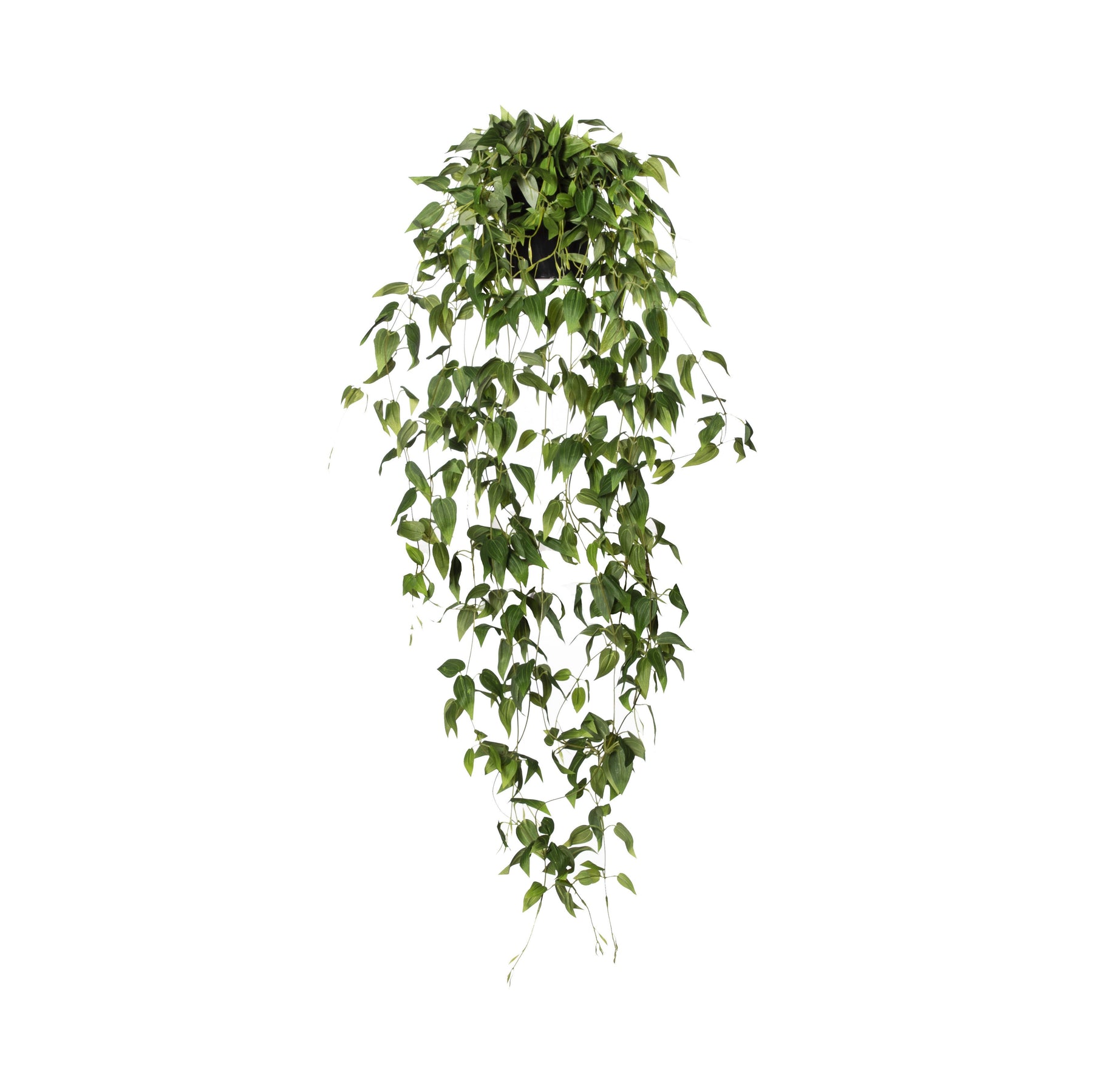 Clematis Vine- (fake)