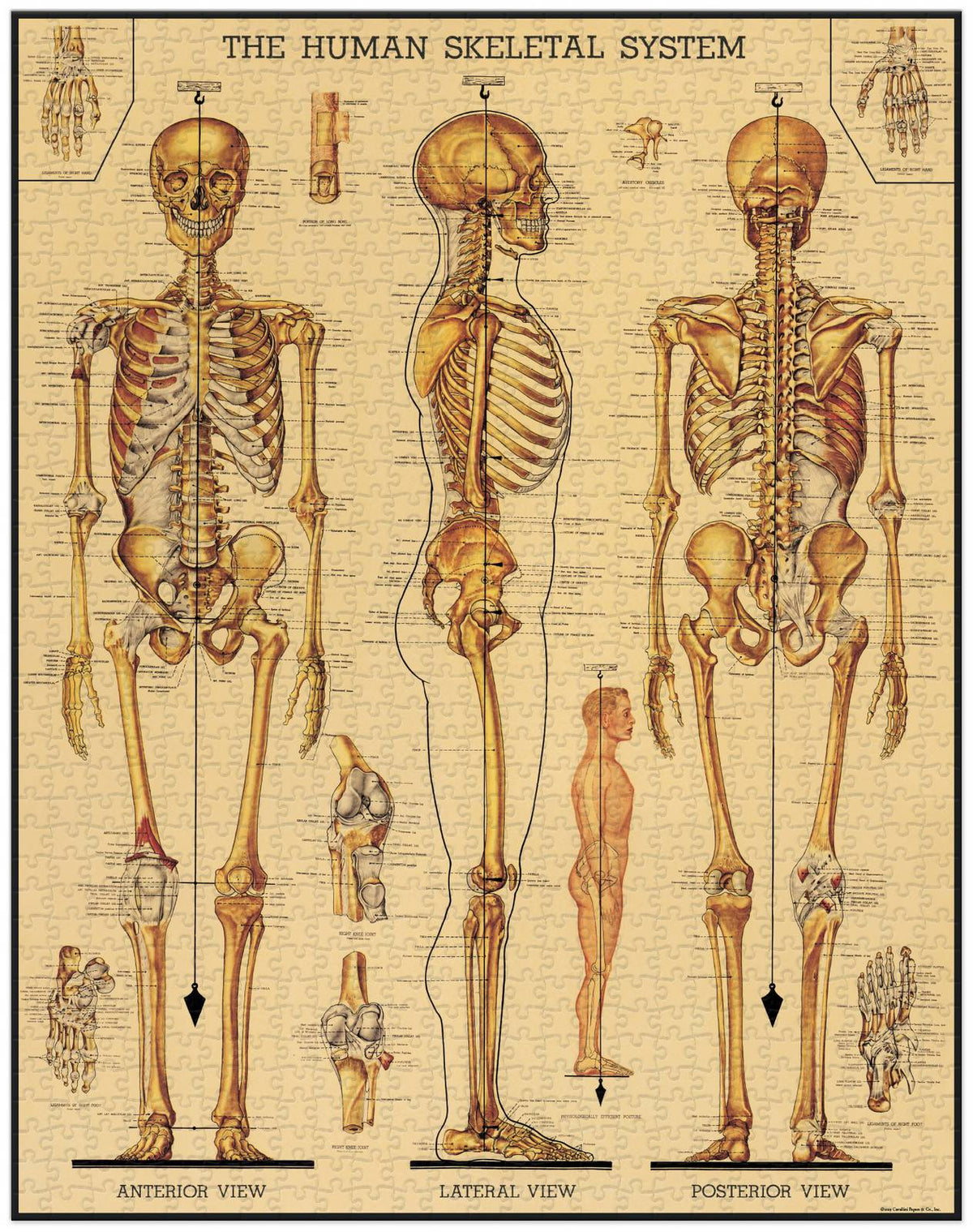 Cavallini & Co -Skeletal System 1000 Pce - Vintage Puzzle